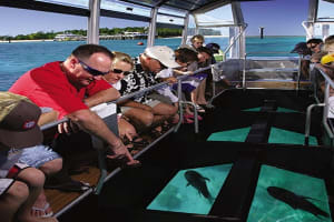Glass Bottom Boat in Sharm El Sheikh 4