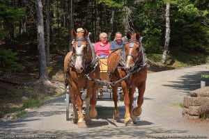 3-Hour Private Luxor Horse Carriage City Tour 3