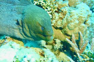 Half-Day Dive Trip 3