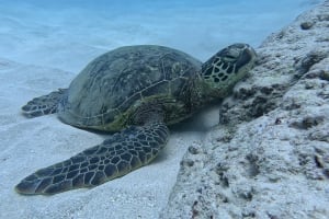 Two-Tank Shallow Reef Dive 4