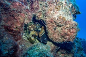 Tenerife Double Dive Adventure – Small-Group, Guided 4
