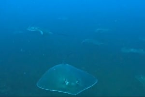 Full-Day Dive Trip - Dive into a UNESCO World Heritage Site 4