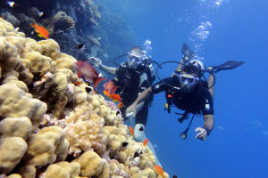 1 Dive from Shore 3