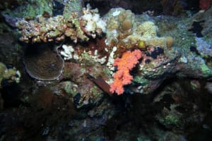 Full-Day Snorkelling Trip in Tiran Island 3