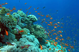 Half-Day Snorkelling Trip 4