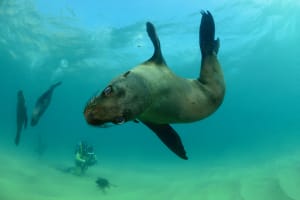 2 Tank Boat Dive - Reef & Seal Combo 3