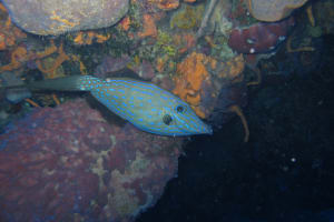PADI Discover Scuba Diving 4