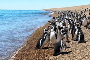  Punta Tombo y sus pingüinos - Puerto Madryn  3