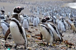  Punta Tombo y sus pingüinos - Puerto Madryn  4