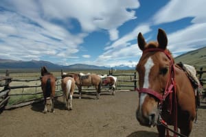 Cabalgatas Lago Roca con vistas del Perito Moreno - El Calafate  4