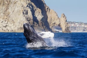 Humpback Whales in Cabo San Lucas - Cabo Trek 3