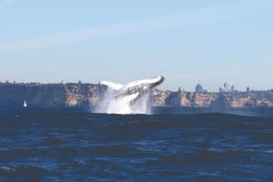 Sydney Whale Watching Cruise 3