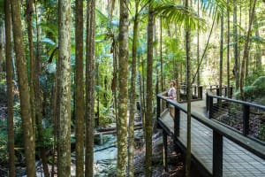 K'gari (Fraser Island) All-Inclusive Day Tour 4