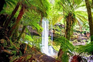 Mt Field National Park & Russell Falls Tour 4