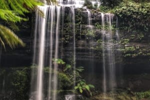 Mt Field National Park & Russell Falls Tour 4