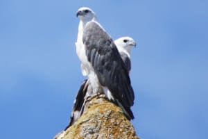 Maria Island Scenic Cruise with Buffet Lunch and Guided Walk 4