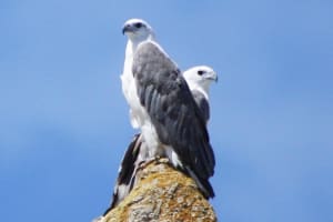 Ile Des Phoques and Maria Island Cruise and Walk Day Tour with Lunch 3