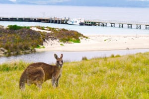 Maria Island Ferry Transfer from Hobart 4