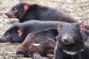 6-Day Tasmanian Discovery Tour 4