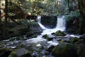 Mt. Field & Derwent River Adventure 3