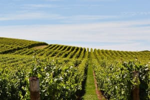 Tamar Valley Private Food and Wine Tour 3