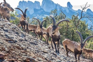 Montserrat Monastery Hiking Tour 4
