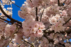 New York to Washington D.C. Cherry Blossom Tour 3