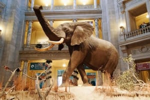 Guided Smithsonian Museum Tour in Washington DC 3
