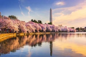 Chicago to Washington D.C. Cherry Blossom 3-Day Tour 3