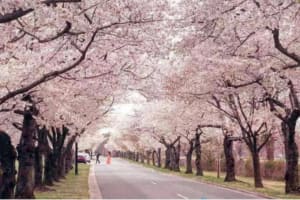 Chicago to Washington D.C. Cherry Blossom 3-Day Tour 4