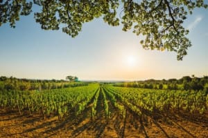 Exclusive Tuscany Day Trip: Siena & San Gimignano 3