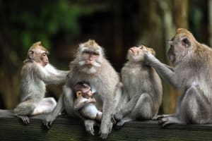 Private Ubud and Tanah Lot Day Tour 4