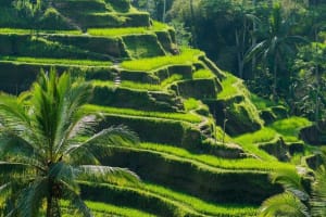 All-Inclusive Ubud Day Tour 4