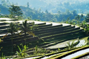 Bali Water Temples & Rice Terraces Tour 3