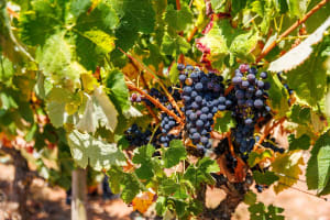 Private Arrábida Day Trip with Wine Tasting 3