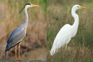 Dubai Bird Watching Tour 4