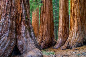 Monterey & Yosemite 2-Day Private Tour 3