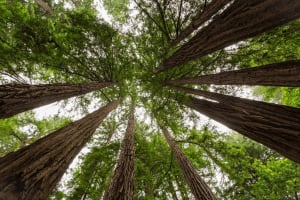 Monterey & Yosemite 2-Day Private Tour 4