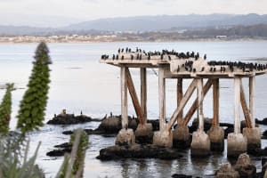 Private Monterey, Carmel & 17-Mile Drive Tour 4