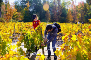 Viña Concha y Toro Premium Wine Center Tour 4