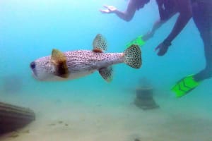 Beginner Scuba Diving in San Juan 4