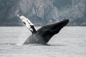 Juneau Wildlife Whale Watching Adventure 3