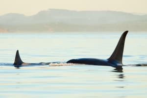 Juneau Wildlife Whale Watching Adventure 4