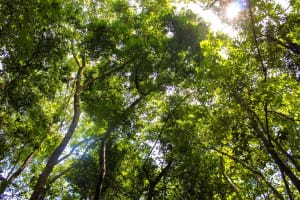 Cu Chi Tunnels & Mekong Delta Tour 3