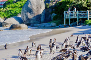 Cape Point Full-Day Sightseeing Tour 4