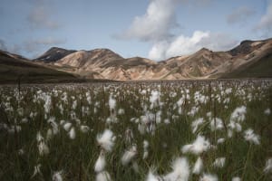 Landmannalaugar Hiking & Haifoss Waterfall Tour 4