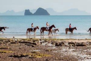 Koh Samui Horseback Beach Ride 3