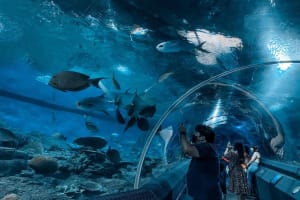 Underwater World Pattaya Aquarium Journey Ticket 3