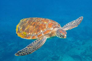 Similan Islands Day Tour from Phuket 4