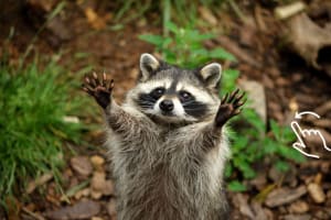 Krakow: Zoo with Hotel Transfer 3